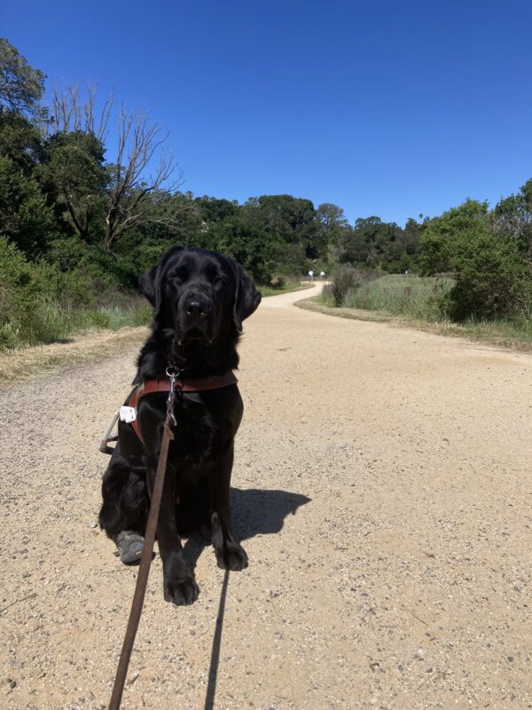 Herschel sits o. Harness along a trail. He is wearing black booties on his back feet, he squints as he looks toward the camera.