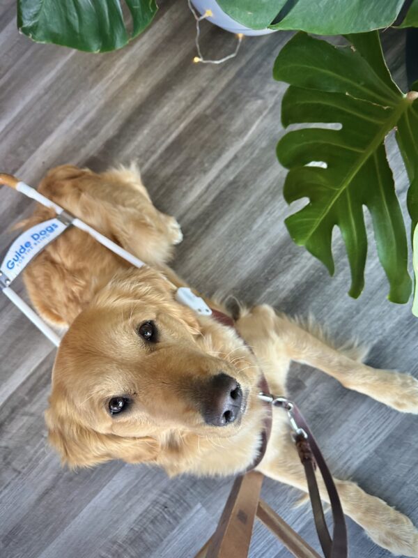 Long-coated, red-hued Golden Lab cross Moon lies on the wooden floor of a cafe. She is framed by the leaves of a potted Monstera plant. Moon is looking up at the camera and wears a leather guide dog harness and leash.