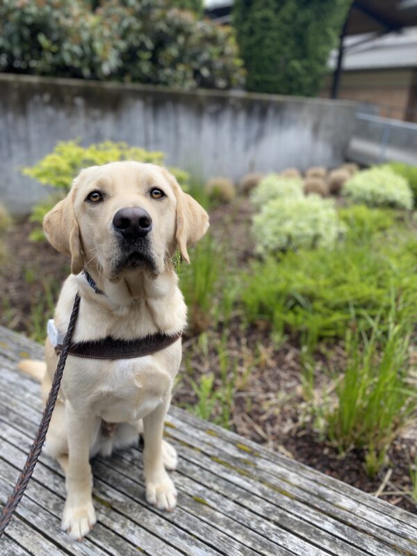 Powers, a male yellow lab, sits on a wooden platform in his GDB harness. He looks up at the camera with bright brown eyes; there is green foliage out of focus in the background.