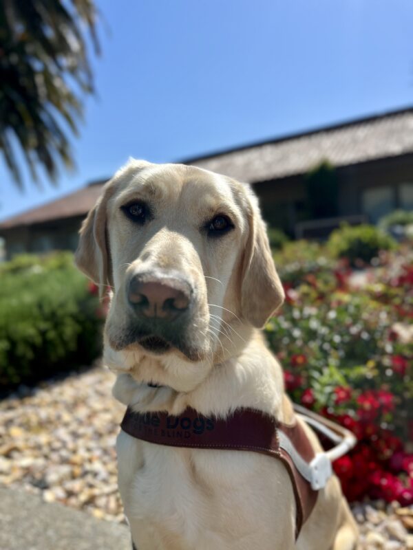 Fenway, a yellow Labrador Retriever, is sitting while wearing his harness. In the background green bushes and red flowers are seen.