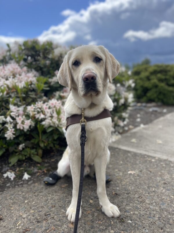 Fillmore, a large male yellow labrador, sits in his harness in front of a bush full of white flowers. He is wearing two black shoes on his back feet and the sky is blue with a few white clouds.