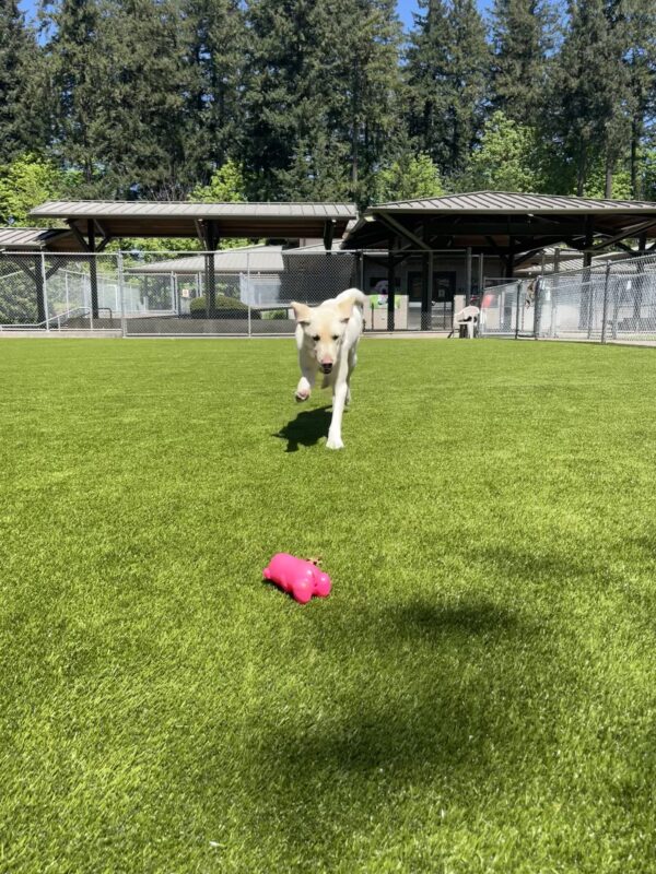 Fillmore, a large male yellow labrador, runs towards a pink rubber gummy bear toy in the grassy free run area. His ears are flopping upwards.