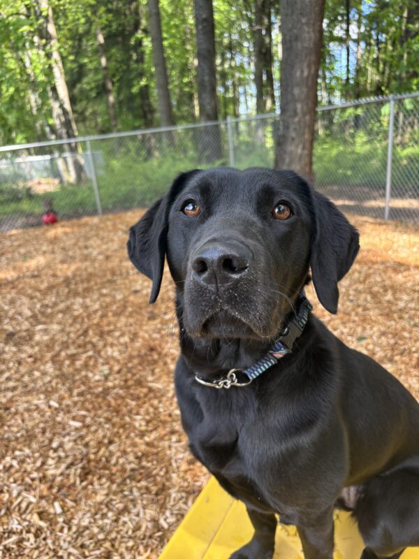 A black lab looks into the camera wearing a blue collar. She is sitting on a play structure. Behind her is a forest and play area filled with bark chips.