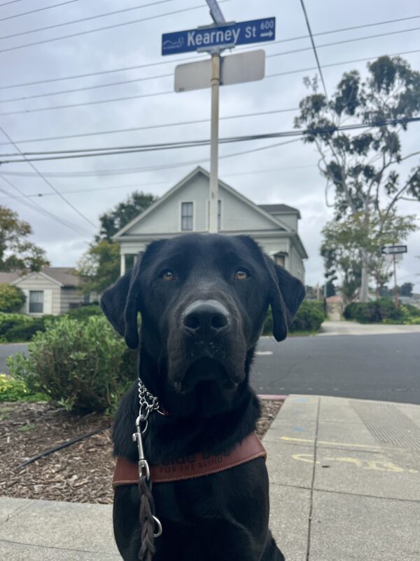 Kearney, a black Labrador Retriever, is sitting in harness. Behind him a street sign labeled Kearney Street is seen. A neighborhood house and green bush is behind the sign.