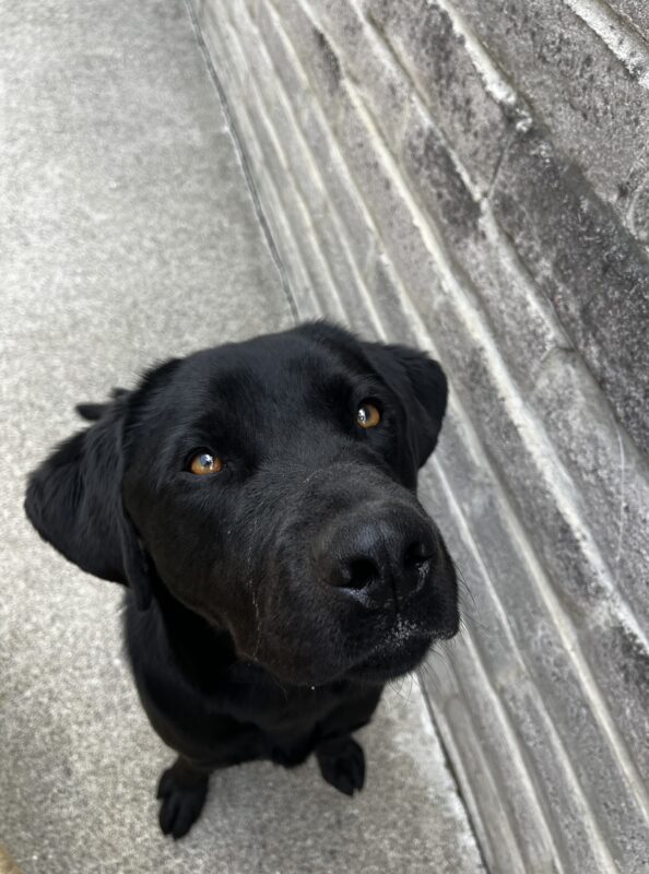 Kearney, a black Labrador Retriever, is sitting in community run. He is staring into the camera with his light brown eyes.