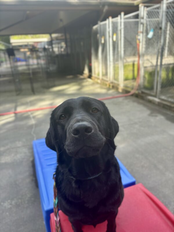 A black Lab looks into the camera as she sits on a blue and red play structure in community run.