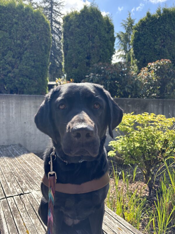 A black Lab looks into the camera sitting on a wooden bench. She is wearing a harness and a multicolored leash. Behind her is a garden bed with green bushes
