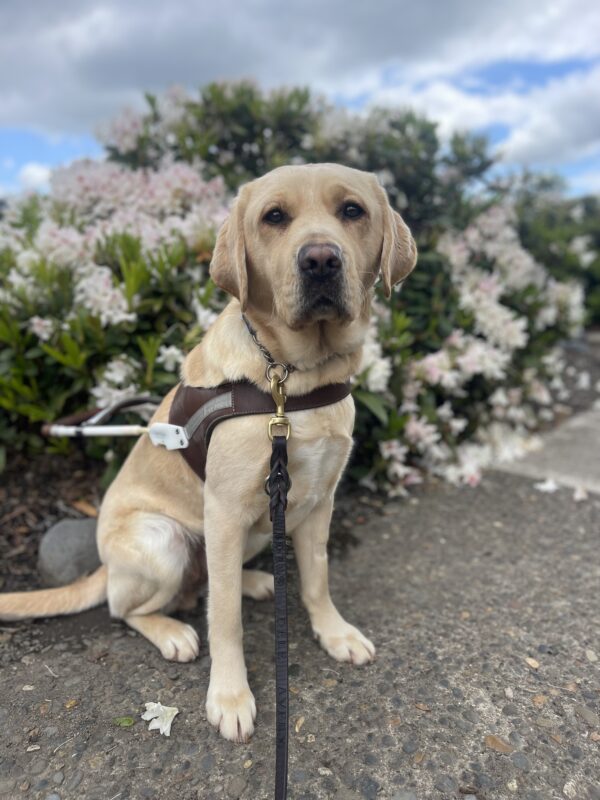 Fatima, a female yellow labrador, sits in her harness in front of a bush full of white flowers. The sky is blue with a few white clouds.