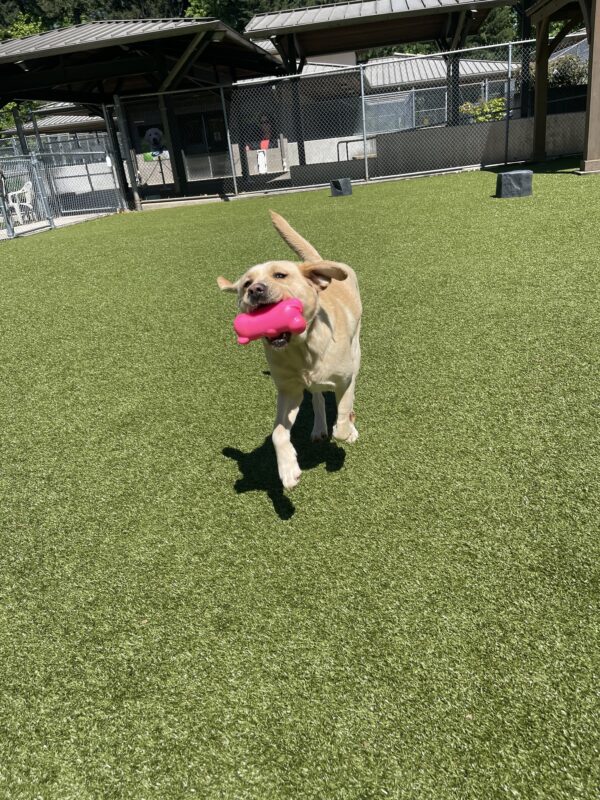 Fatima, a female yellow labrador, runs in the grassy free run area with a pink rubber gummy bear toy. Her ears are flying and her front feet are off the ground.