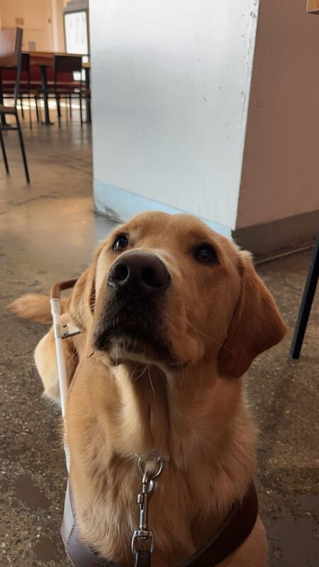 Tommy, a yellow Labrador Golden Retriever cross, is lying down while in harness. Tables and chairs are seen behind him and he is gazing softly into the camera.