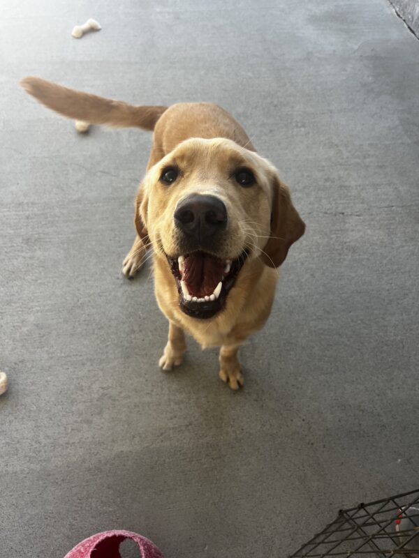 Tommy, a yellow Labrador Golden Retriever cross, is playing in community run. His tail is wagging and he is happily staring into the camera. A red Jolly Ball and Nylabones are seen around him.