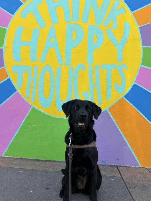 Roanna sits in a GDB harness with her mouth slightly open giving the appearance of a smile. Her light brown eyes are looking directly into the camera. In the background is a brightly painted mural with the words