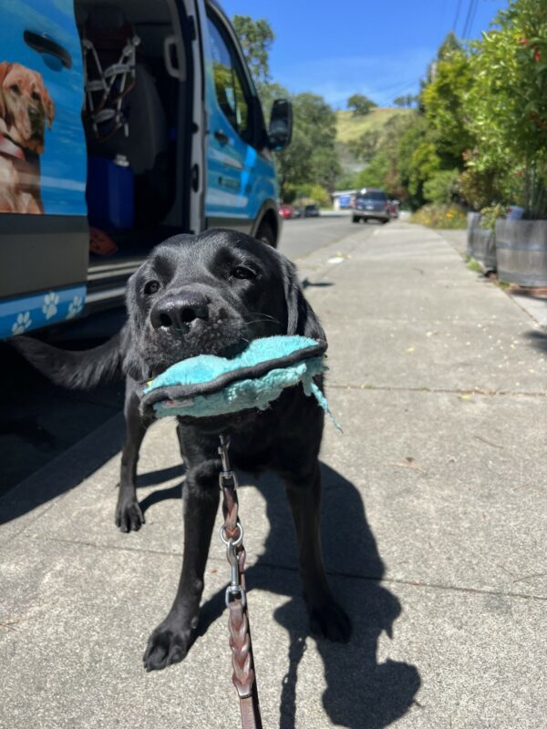 Roanna holds a blue soft toy in her mouth while looking into the camera. In the background is a parked GDB training van next to an open sidewalk.