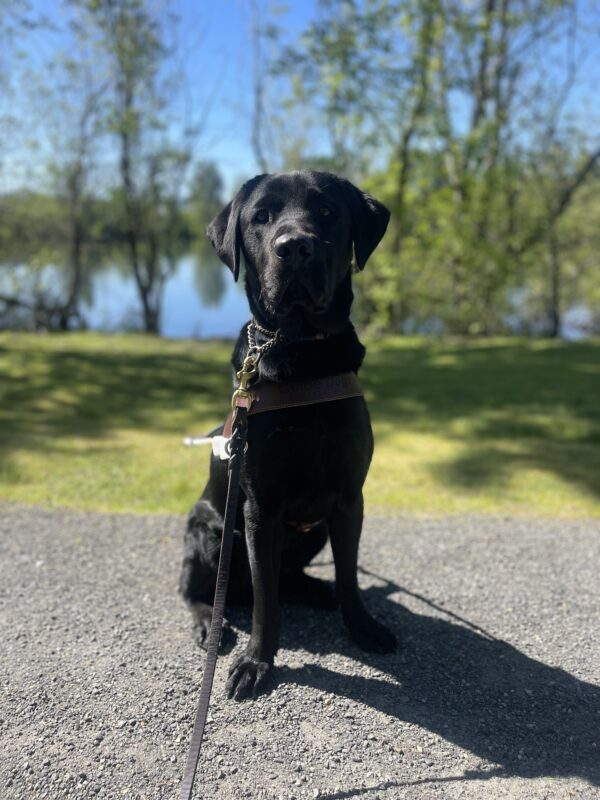 Simmons, a tall male black labrador, sits in his harness on a gravel pathway. Behind him are green trees and a lake.