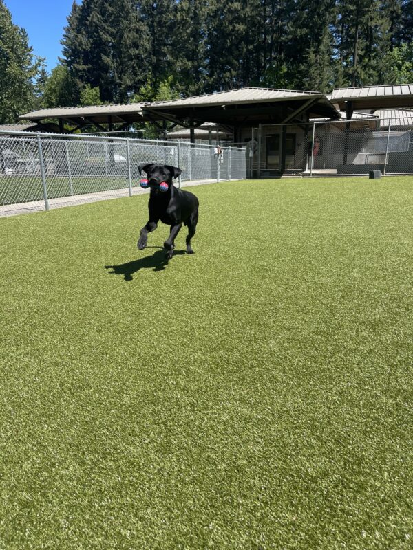 Simmons, a tall male black labrador, runs in the grassy free run area with a blue and red rubber toy in his mouth. His ears are flying and his front feet are off the ground.