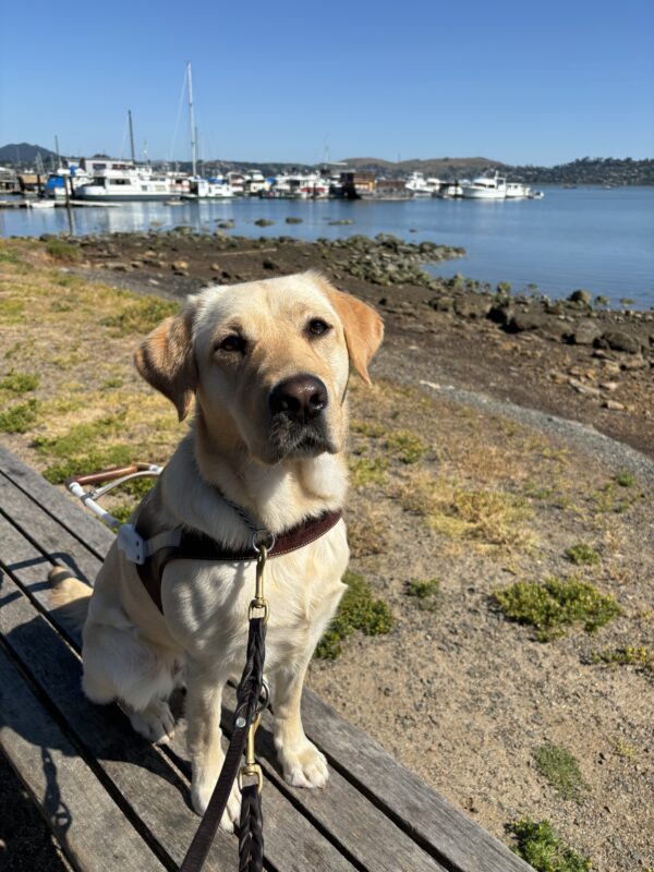 Denise, a yellow Labrador Retriever, is sitting on a bench in harness. Behind her the San Francisco Bay is visible. Boats are also visible behind her.