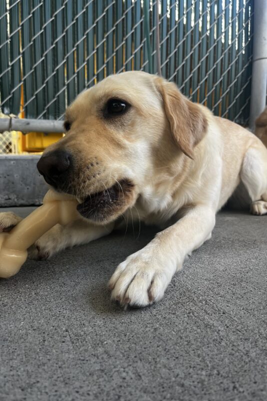Denise, a yellow Labrador Retriever, is laying down in community run. She is chewing on a Nylabone.