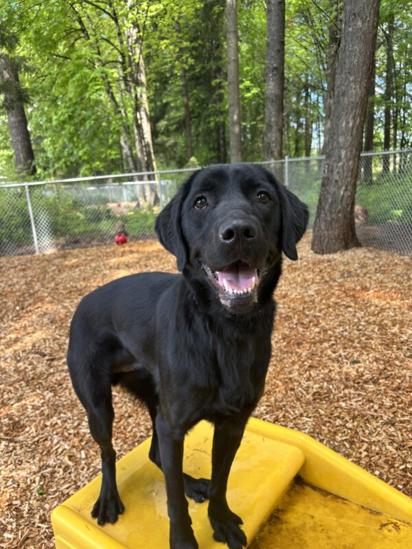 A black Lab, Golden Cross looks into the camera as he stands on a yellow play structure. His mouth is open and tongue showing after a fun time running around in the bark chipped play area behind him.
