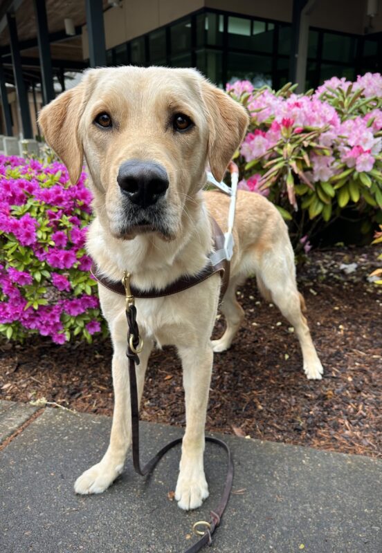 Short-coated yellow Labrador Golden Retriever cross Roman stands with front paws on a sidewalk, wearing a leather guide dog harness and leash. Behind him are purple and pink rhododendron bushes and the Oregon campus Visitors Center.