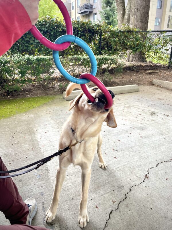 Roman tugs with a 3-ring pink and blue tug toy held by his trainer. His is making a silly wide-eyed face.