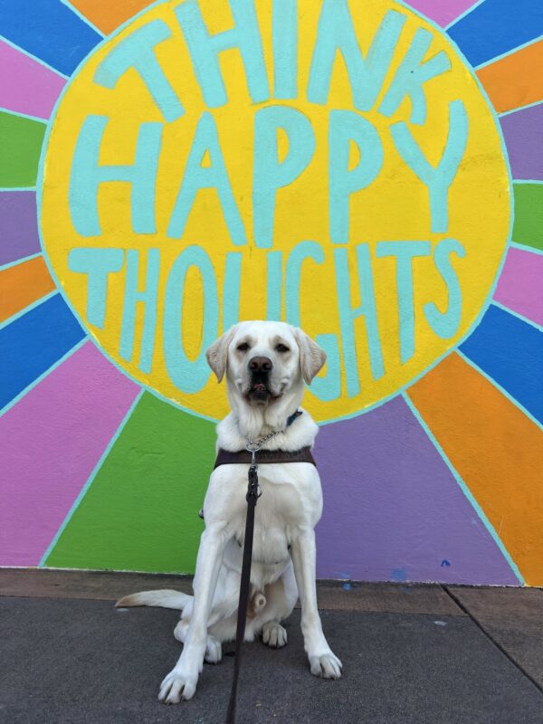 Alpine sits in a GDB harness with his mouth giving the impression of a smile. In the background is a brightly painted mural that says