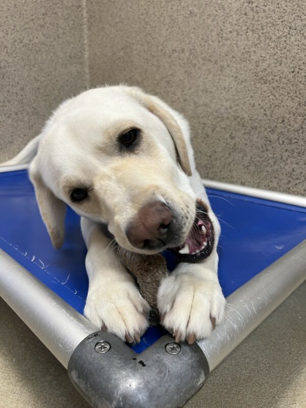 Alpine chews on a benebone while lying on a blue dog bed. Both front paws are wrapped around the bone to hold it in the perfect position to chew.