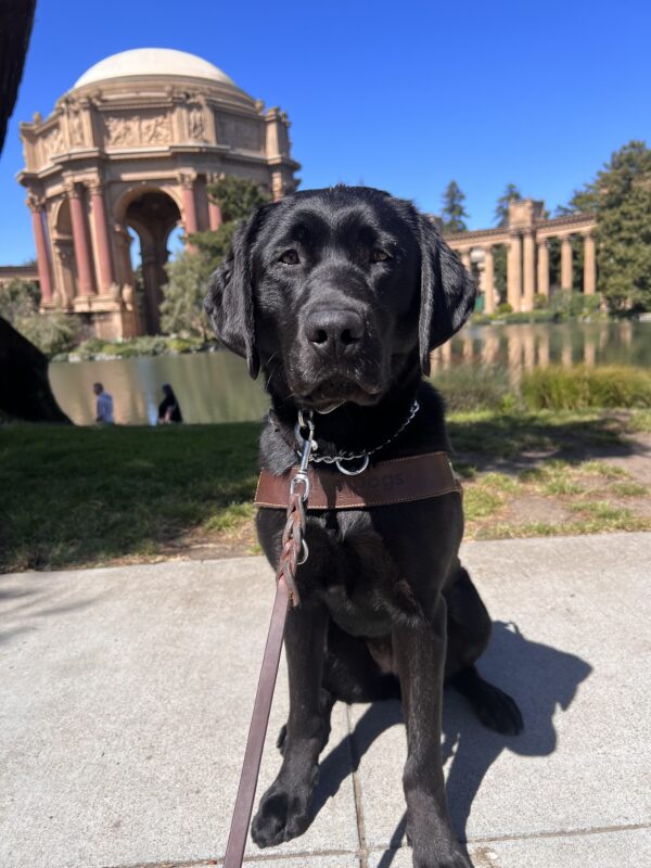 Kata is pictured in front of the Palace of Fine Arts in San Francisco. She wears a harness and looks into the camera