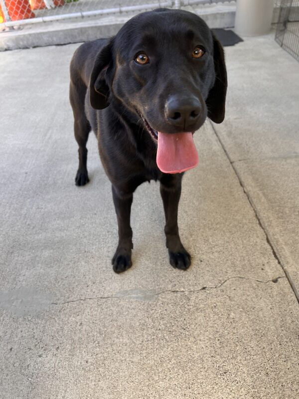 Kata takes a break from a group play session. Her tongue is out and she stands on a concrete area. Her brown eyes are striking against her black coat and she looks directly into the camera.