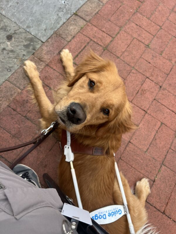 Nugget is lying in his GDB harness directly below the camera. His head is turned back and up to look at the camera. His brownish-red fur blends well with the brick flooring he is lying on.