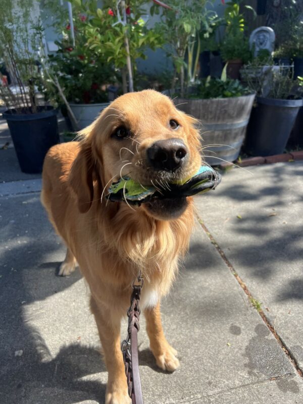 Nugget holds a green and blue colored soft toy in his mouth. He has a sweet disposition on his face as he looks into the camera. In the background are several potted plants.