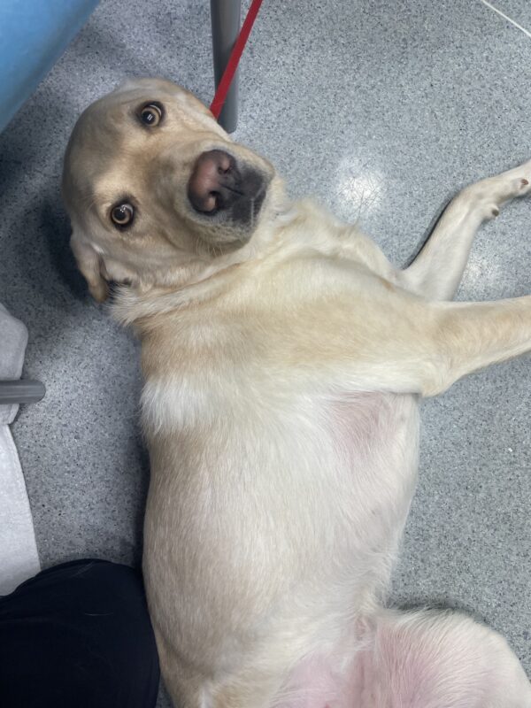 Gertie lies belly-up on a floor, looking up expectantly for belly rubs.