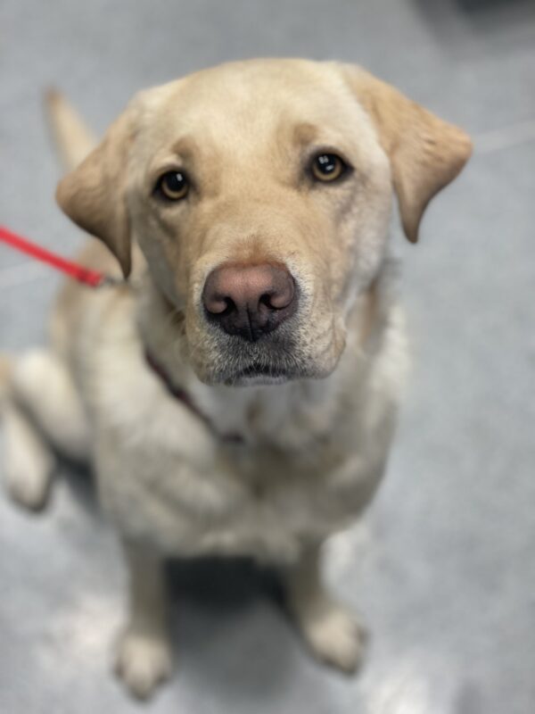 Gertie looks up sweetly at the camera while seated.