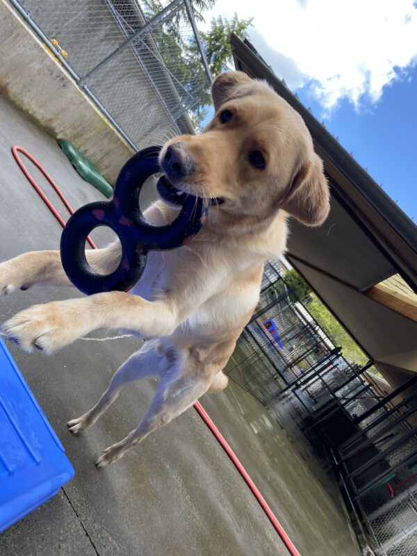 Pogo, a male yellow lab/golden cross, leaps onto a blue plastic play structure in one of our community run areas. A figure-8 style goughnut toy hangs from his mouth.