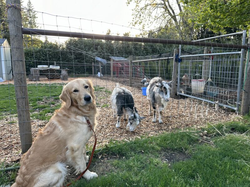 Keystone sits by a pen with 2 goats on his foster care provider’s property.