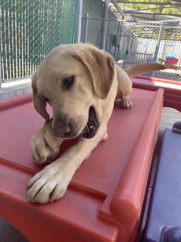 Kelly chews on a bone while laying on a red play structure in community run.