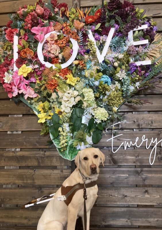 Emery sits in harness in front of a heart shaped flower wall that says love and Emeryville (although the photo is cropped and just shows ‘Emery’)