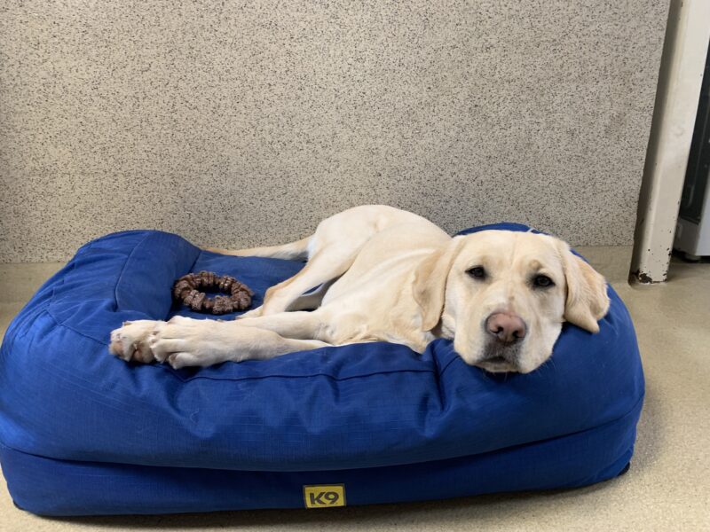 Emery lays snuggled in a boldster bed on tie-down resting her head on the pillow and looking towards the camera. There is a brown Nylabone ring near her feet.
