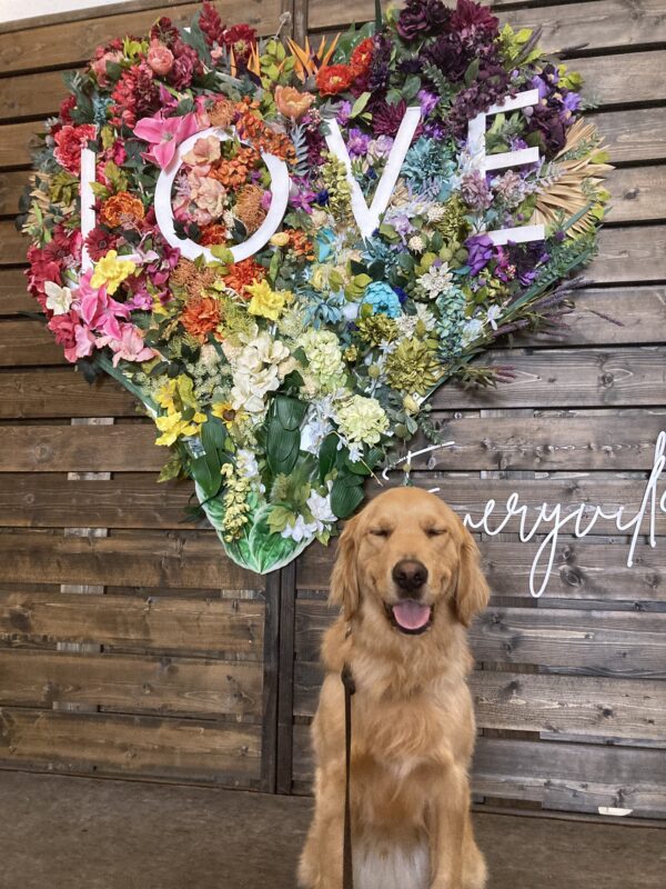 Lager sits in harness in front of a heart shaped flower wall that says love and Emeryville. His eyes are squinting and his tongue is visible.