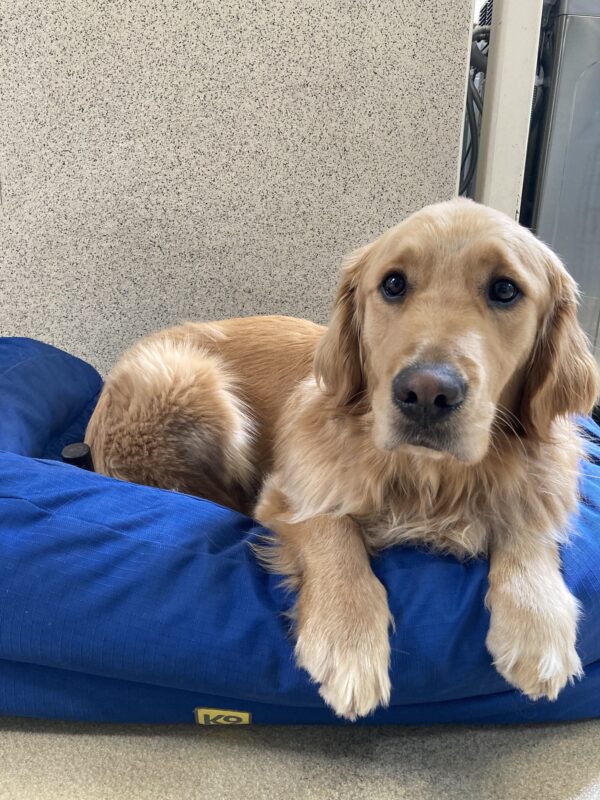 Lager is lying down on a blue bolster bed on tie-down in the kennel center section.