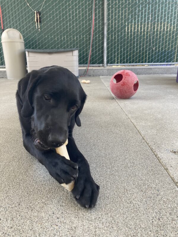 Tawny lays in community run chewing on a Nylabone.