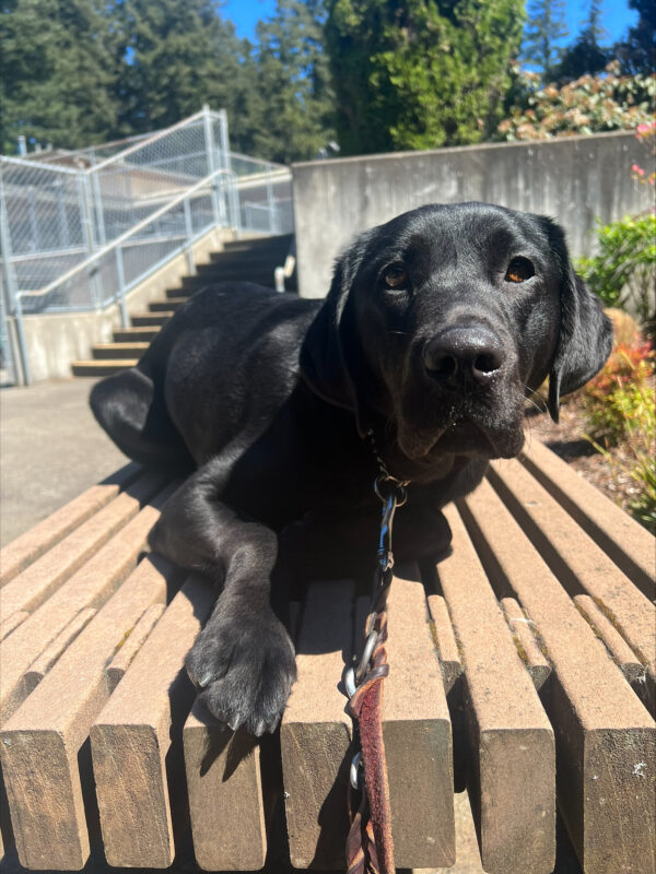 <p>Black lab, Bryn, is lounging in the sun on the Oregon Campus. She looks very relaxed. </p>