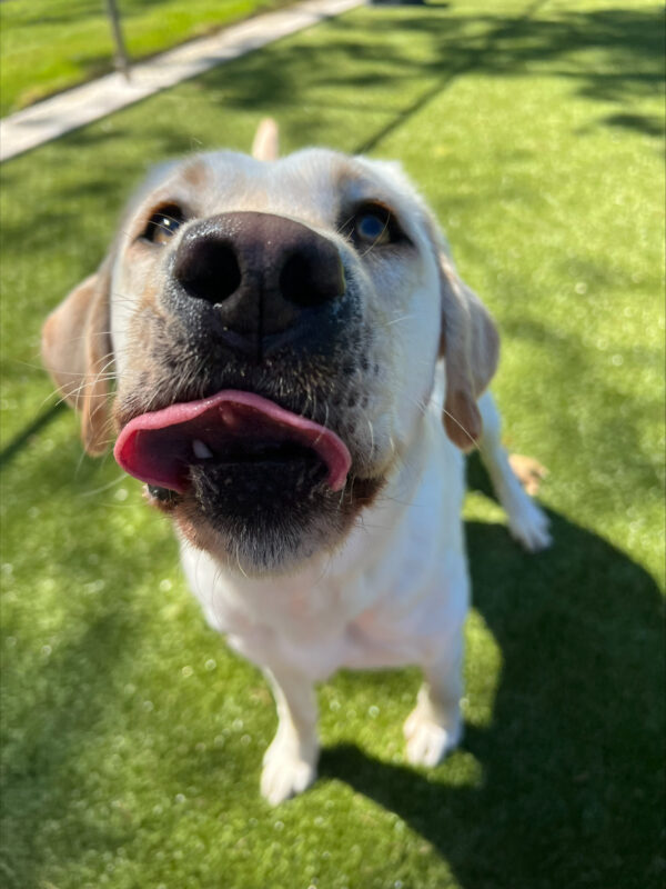 <p>Close up of adorable yellow lab, Jenna, in a grassy field with her tongue sticking partially out. </p>