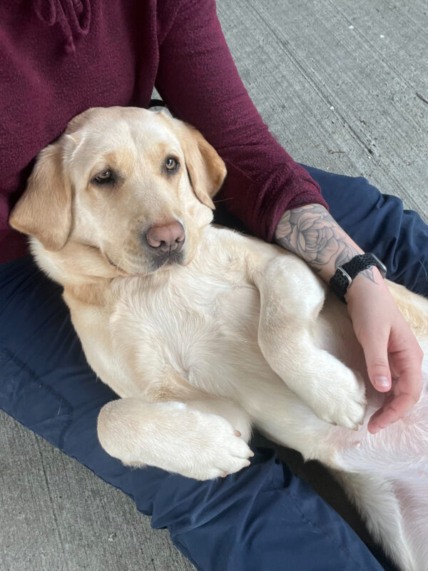 <p>Frankie lays on her back in a staff member's lap; she looks relaxed and her front feet are in the air.</p>