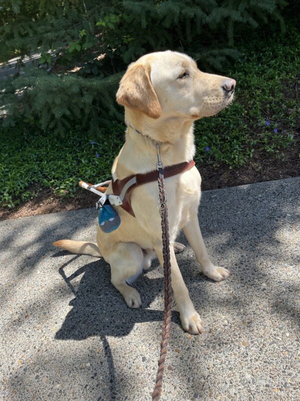 <p>Champion- a large, male, yellow Labrador/Golden Cross is wearing his harness. He is sitting in profile to the camera looking into the distance. Champion is in the sun but the pavement is dappled in shadow and the fir tree and periwinkle plants in the background are in the shade.</p>