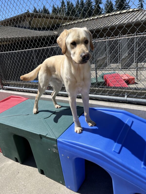 <p>Champion- a large, male, yellow Labrador/Golden Cross is standing atop some blue and green play equipment. His ears are up and his tail is mid wag. He has one lip folded up on an upper tooth. In the back ground is a chain link fence and on the other side are more brightly colored play equipment.</p>