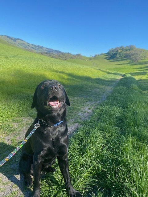Black lab Hughes is sitting on a hiking trail on a green hillside wearing a blue collar and leash.