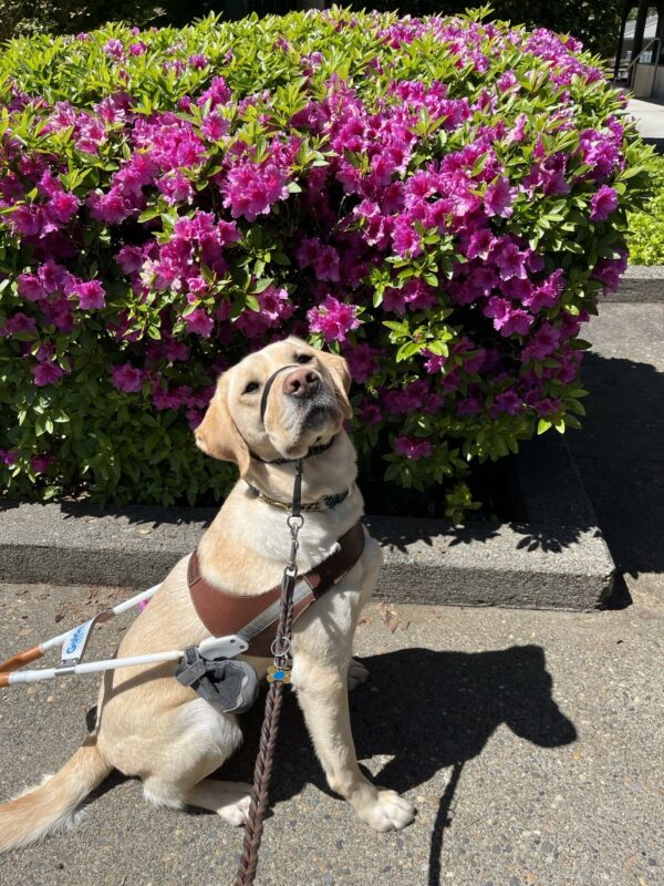 PD  Anders is a medium sized Yellow Labrador male. He is pictured in harness sitting in front of an azalea bush in full bloom with bright red flowers against dark green leaves.