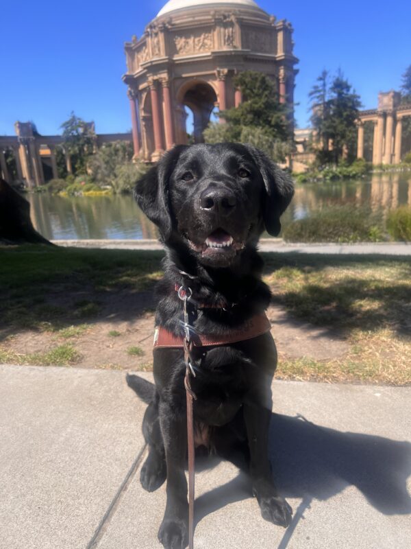 Prima is pictured in front of the Palace of Fine Arts in San Francisco. She wears a harness and looks into the camera. Her mouth is slightly open and her bottom teeth show.