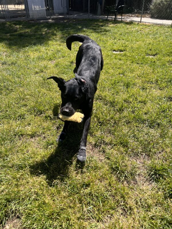 Prima wears black booties while she plays with a soft duck toy in a grassy area. Her ears and tail are swayed to the side as she runs forward. The sun shines on her back and muzzle.