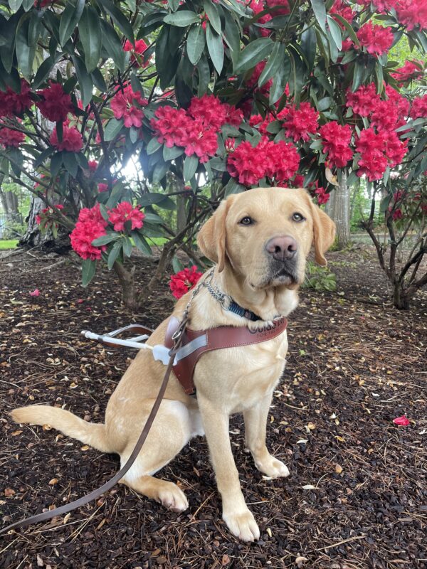 Owen in sitting in front of a rhododendron bush covered in bright red blooms. He is wearing a guide dog harness and looking at the camera.